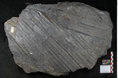 Foto (Objekt + Etikett) von Syringodendron cyclostigma Brongniart (NHMW-GEO-2024-0188-11245)
